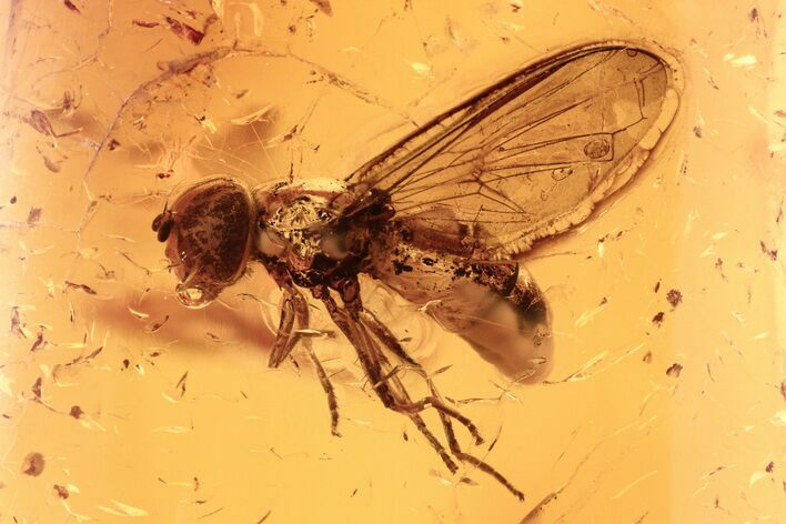 Detailed Fossil Hoverfly (Syrphidae) In Baltic Amber #275422